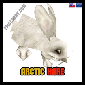 Lièvre arctique