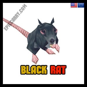 Schwarze Ratte