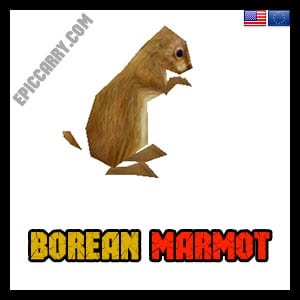 Marmotte boréale
