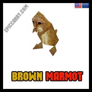 Marmotte brune